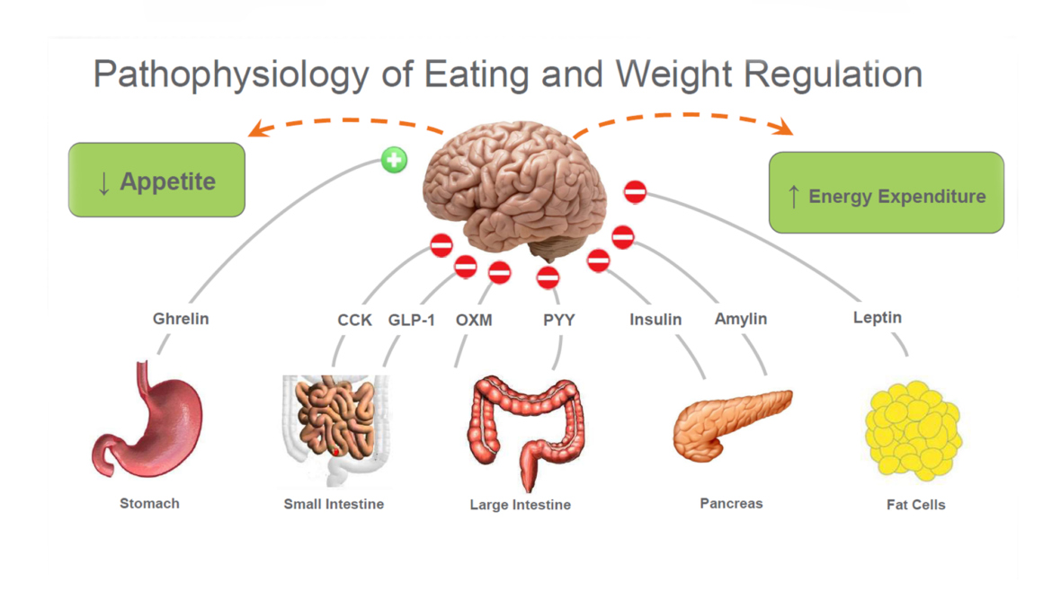 Explaining the pathophysiology of Obesity